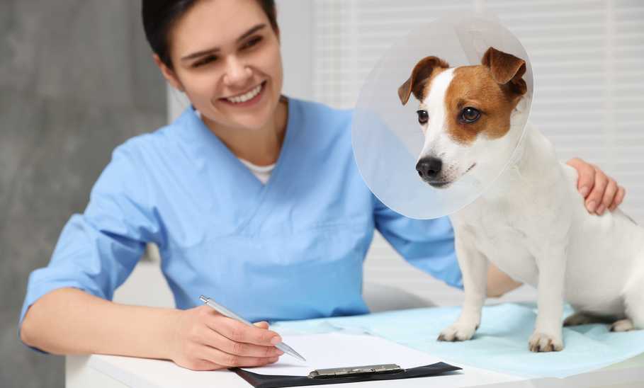 Pet Insurance Waiting Periods