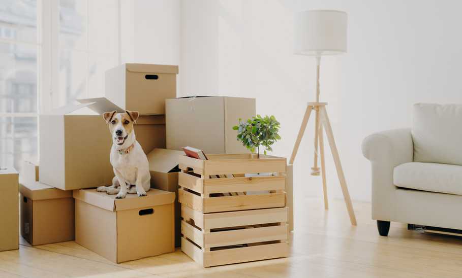 Pet Liability Insurance for Renters