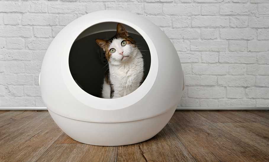 Best Self Cleaning Litter Box