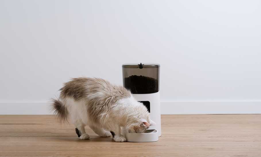 Best Automatic Cat Feeders