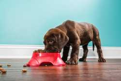 Best Dog Food for Puppies