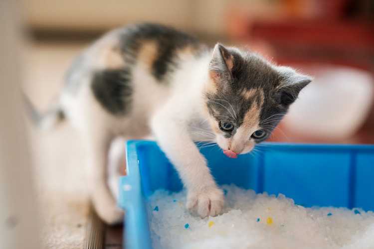 Best Litter Box for Your Cats