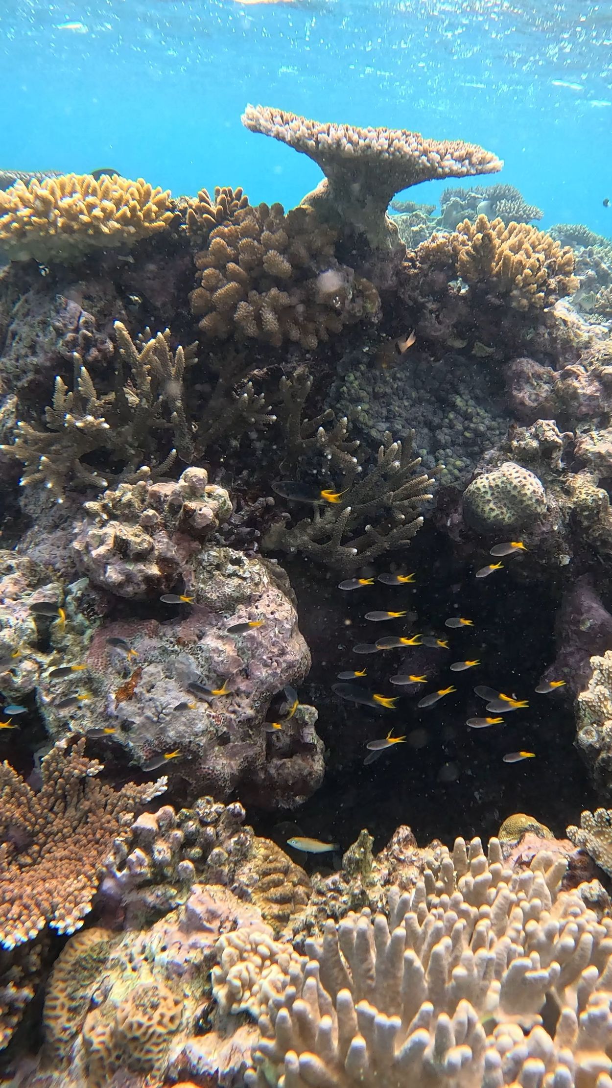 underwater image in Australia 2