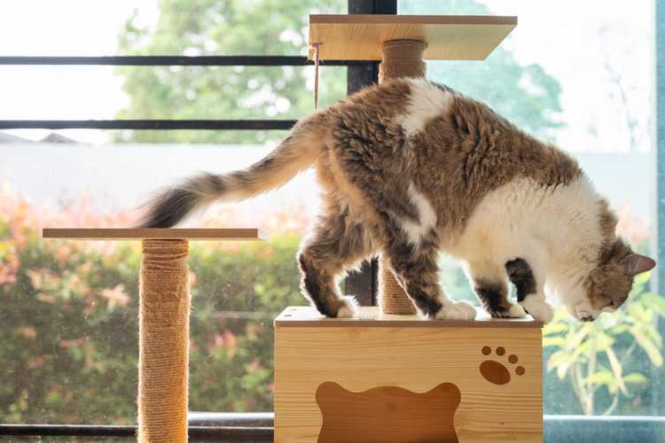 Best Cat Trees