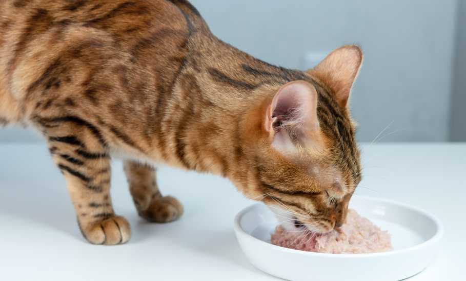 Best Wet Cat Foods